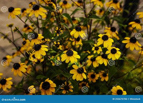 Bunch of Brown-eyed Susans, Rudbeckia Triloba Stock Photo - Image of ...