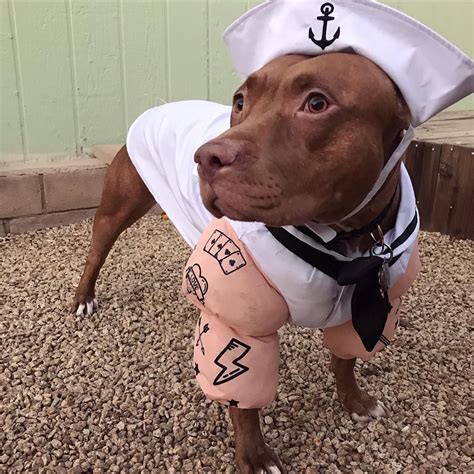 21 Pictures That Prove Pit Bulls Are Even Cuter on Halloween | Pitbulls ...
