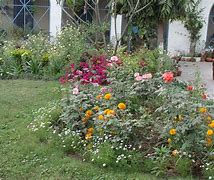 Image result for Best Plants for Butterfly Garden