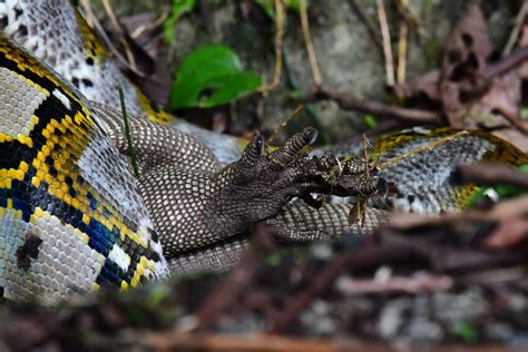 Reticulated Python Feeding 的图像结果