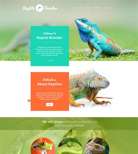 Reptile HTML CSS JavaScript Code 的图像结果