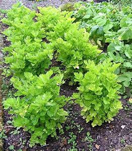 VibeX ® VXI-226 Chinese Celery Seeds, Kintsai Seed Price in India - Buy ...