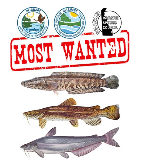 Invasive Species Fish INVASIVE FISH Archives Alberta Invasive