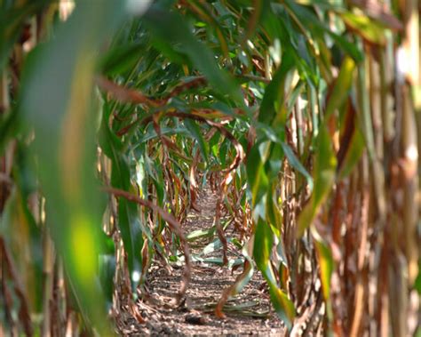 USDA: Das Wichtigste im Überblick | agrarheute.com