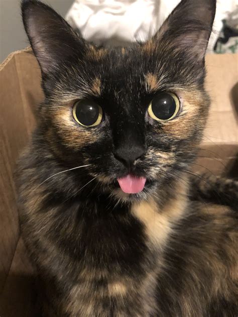 200 cute names for tortoiseshell cats – Artofit