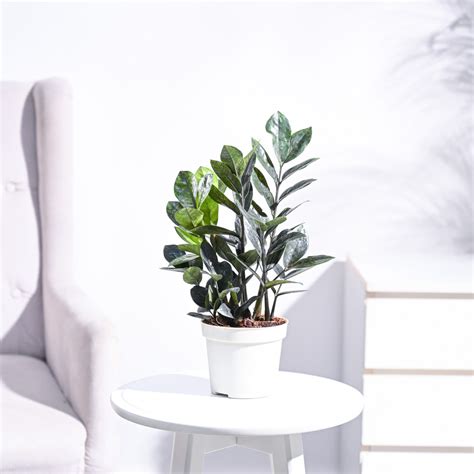 Buy Zz Plant Online In India | Safe Home Delivery – Ugaoo