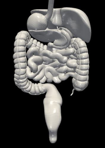 Image result for Digestive System 3D Model Tutorial