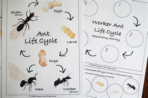 Life Cycle Of An Ant