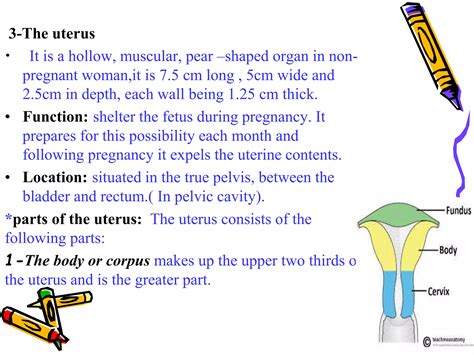 Anatomy of female reproductive organs | PPTX