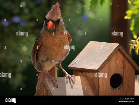 Image result for HTML String for Display