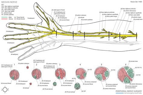 Branches of median nerve below wrist | Median nerve, Nerve anatomy ...