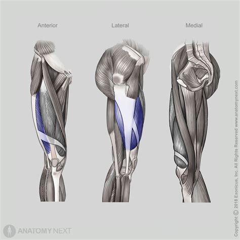 Vastus lateralis | Anatomy.app
