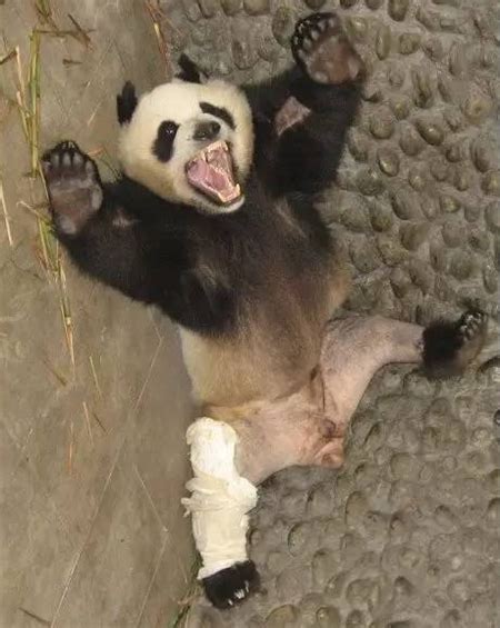 大熊猫被脱裤子照爆红 手术过程更搞笑