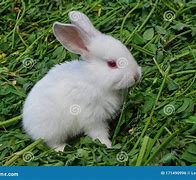 Image result for White Rabbit SVG