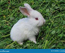 Image result for White Rabbit Watercolor for Photoshop