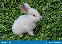 Image result for Cute White Baby Bunny