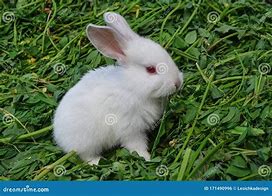 Image result for White Rabbit Cartoon Character
