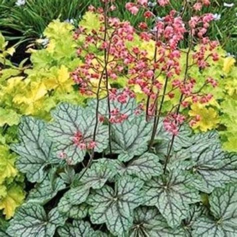 30+ Heuchera Seeds 'dale's Strain' / Unique Coral Bells Seeds / (GJ28 ...