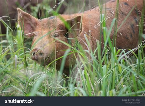 Close Shot Red Wattle Hog Field Stock Photo 2158741703 | Shutterstock