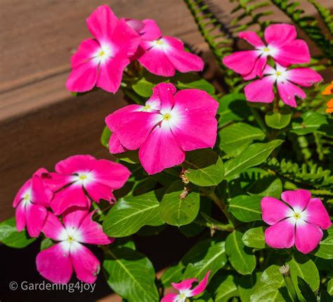 Madagascar periwinkle - A carefree annual flower - Gardening4Joy