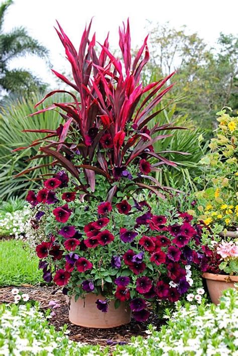 Outdoor Flowers In Pots