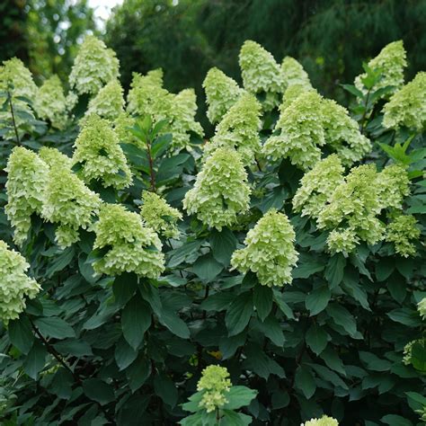 Limelight ™ Hydrangea | Shrub | Hydrangea paniculata 'Limelight ...