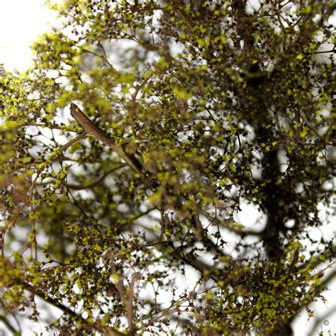 Making Realistic Model Fir Trees 的图像结果