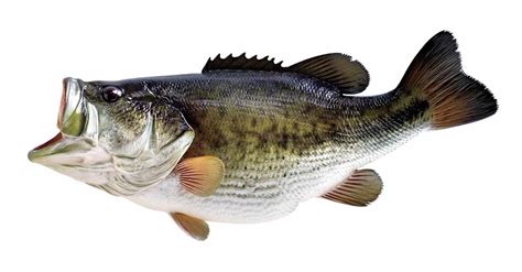 Image result for Bass Line Lesson