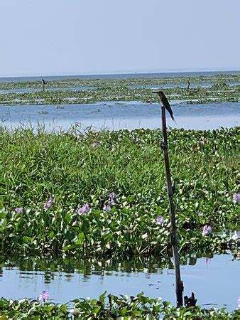 Kumarakom Bird Sanctuary - 2020 What to Know Before You Go (with Photos ...