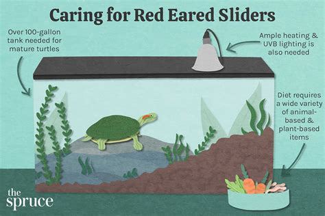 Red Eared Slider Size