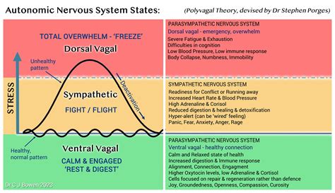 Vagus Nerve Stimulation & Parasympathetic Activation Techniques