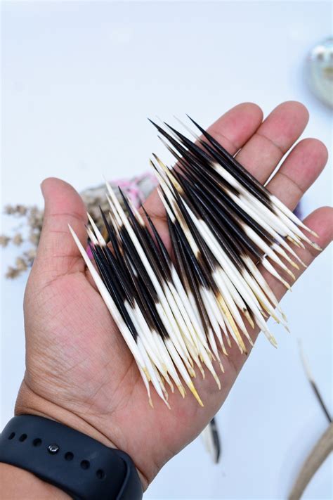 Tiny Natural Porcupine Quills, 2.5-3 Inch, 5 Pieces, Jewelry Making ...