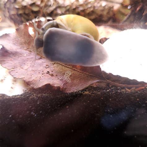 Bladder snail eggs? Nevermind the mystery photo bomb : r/Aquariums