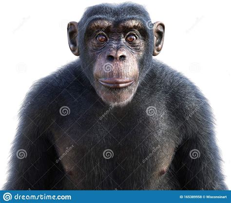 Angry Monkey Sound Effect ProSounds by Bdenny - Meme Sound Effect ...