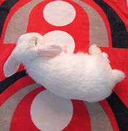 Image result for Adorable Baby Holland Lop Bunnies