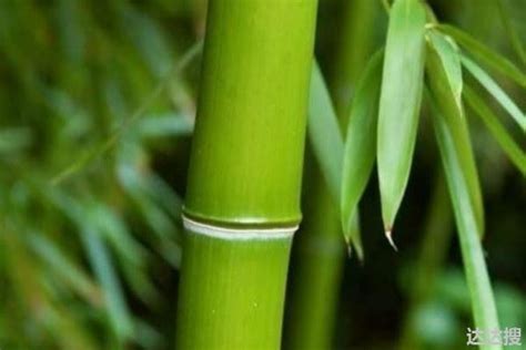 什么是竹子精神？这种竹子，4年仅长3厘米，为什么人们从不放弃它？