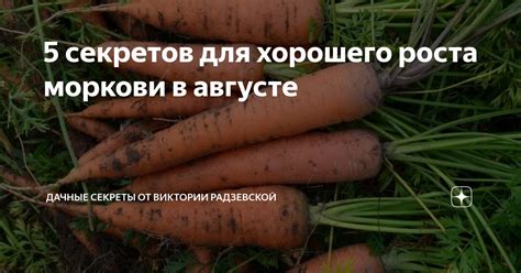 5 секретов для хорошего роста моркови в августе | Виктория Радзевская ...