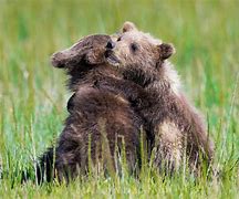 Image result for Cute Hug Pic of Animals