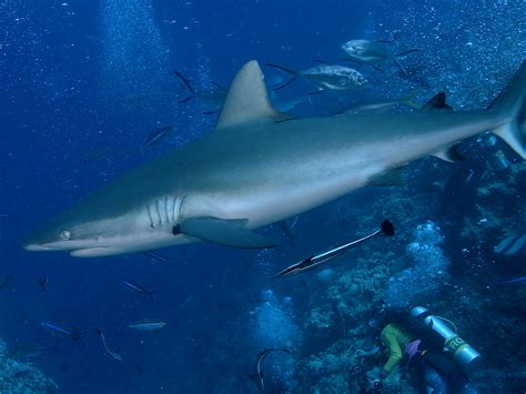 Gray Reef Shark - Carcharhinus amblyrhynchos - Coral Sea, Australia ...