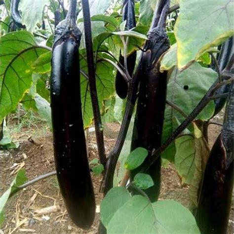 Buy Brinjal Black Long Seeds – High Yield, Early Maturing Variety