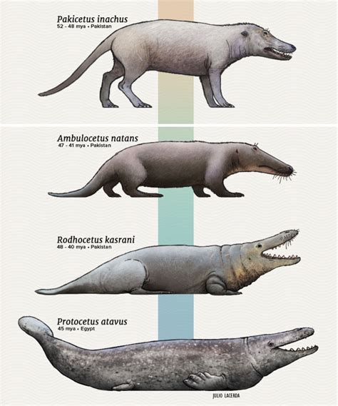 Evolution Of Whale