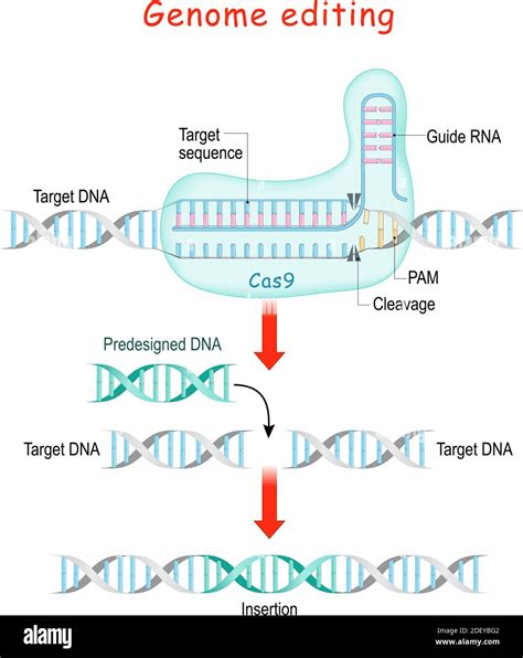 DNA Editing 的图像结果