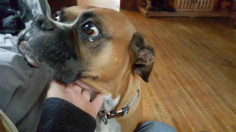 DIXIE DAY SPAY - Cleveland TN - Hours, Directions, Reviews - Loc8NearMe