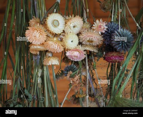 Flowers hanging upside-down to dry Stock Photo - Alamy