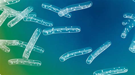 Why Lactobacillus Rhamnosus is the Best Probiotic for SIBO and IBS