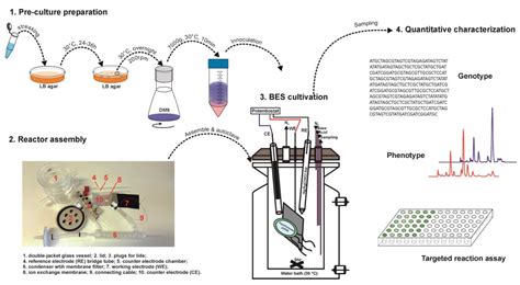 Characterizing the Anoxic Phenotype of Pseudomonas putida Using a ...