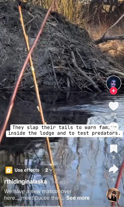 Even beavers know your a predator, RT : r/RTWhy