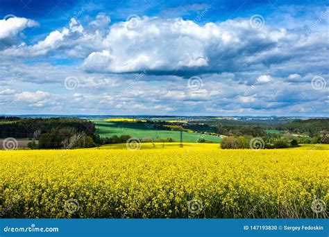 Yellow Fields, Flowers of Rape, Colza. Agriculture, Spring in Czech ...
