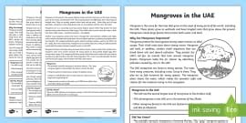 Abu Dhabi Mangroves Fact File (teacher made) - Twinkl