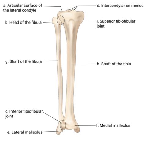 Chapter 6: Bones and Bone Structure - Review Questions Flashcards | Quizlet